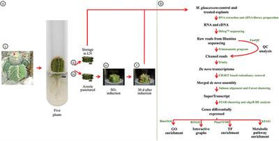 Transcriptome Analysis of Melocactus glaucescens (Cactaceae) Reveals Metabolic Changes During in vitro Shoot Organogenesis Induction